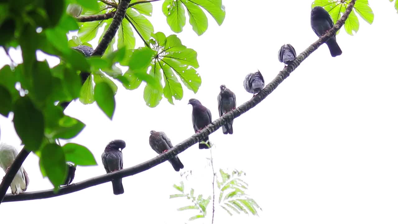 家鸽坐在树枝上的特写视频素材