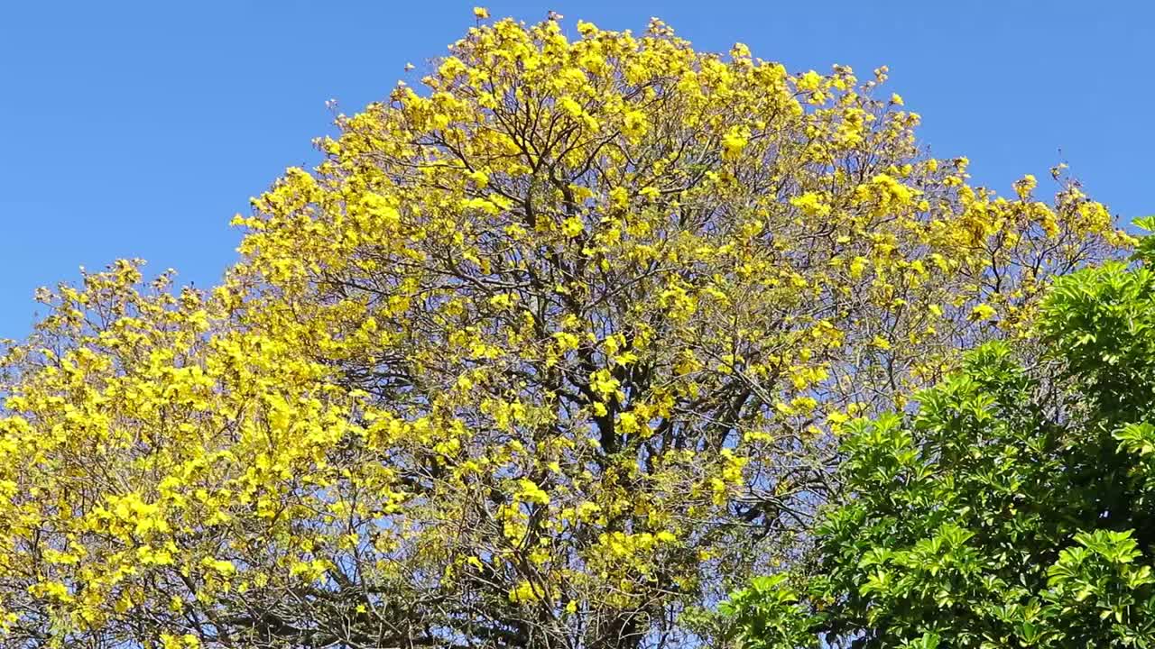 在巴西的一棵树上，金黄色的Tabebuia caraiba花的自然景观视频素材
