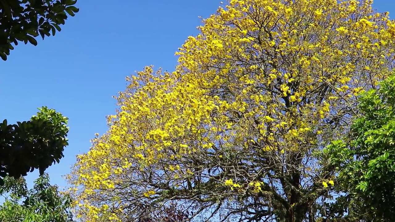 在巴西的一棵树上，金黄色的Tabebuia caraiba花的自然景观视频下载