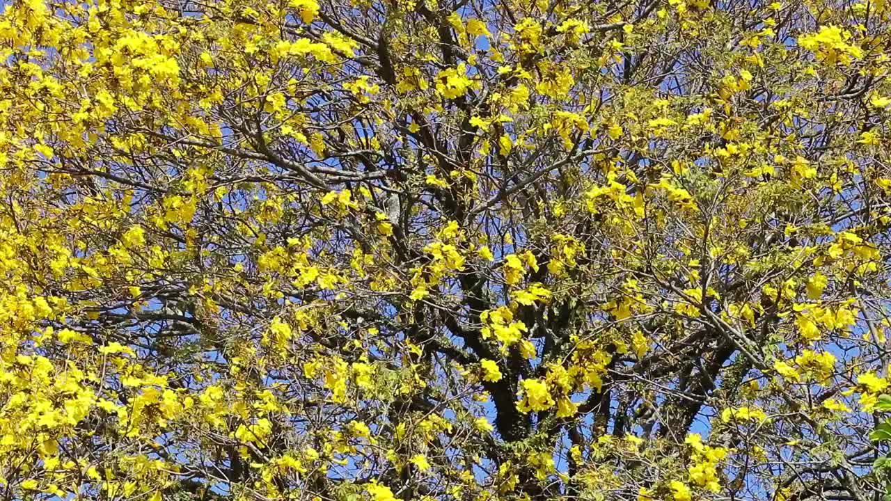 在巴西的一棵树上，金黄色的Tabebuia caraiba花的自然景观视频素材