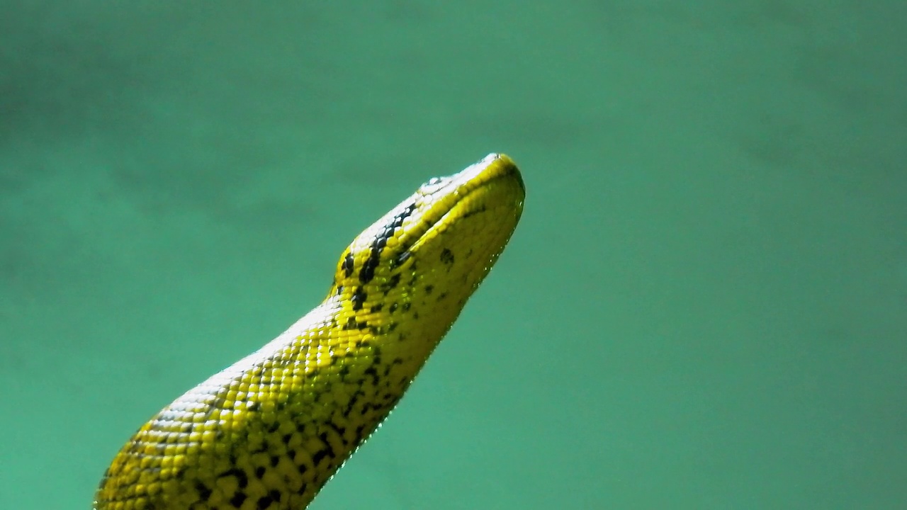 一个黄绿色的蛇抬头看4K特写镜头视频下载
