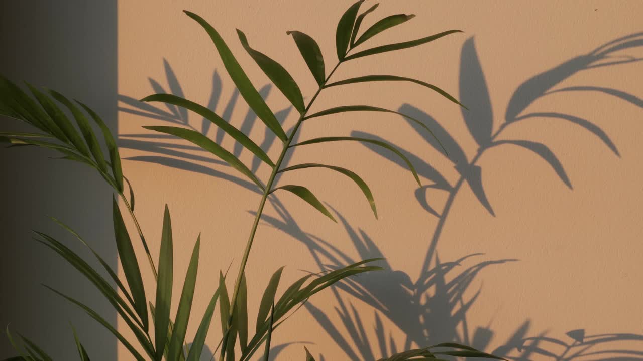 黄昏时，棕榈树的叶子随风飘动，吹在黄色的墙面上视频下载