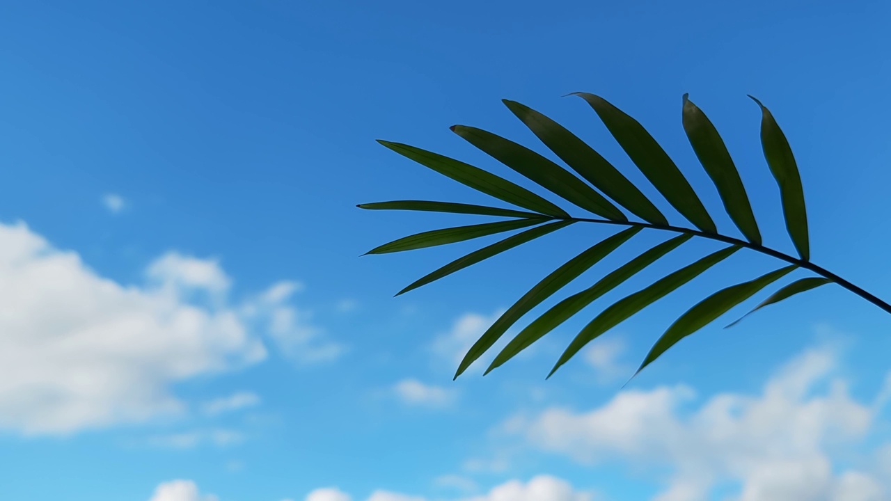 绿色的棕榈树叶子在阳光灿烂的蓝天白云背景。时间间隔4k视频视频下载