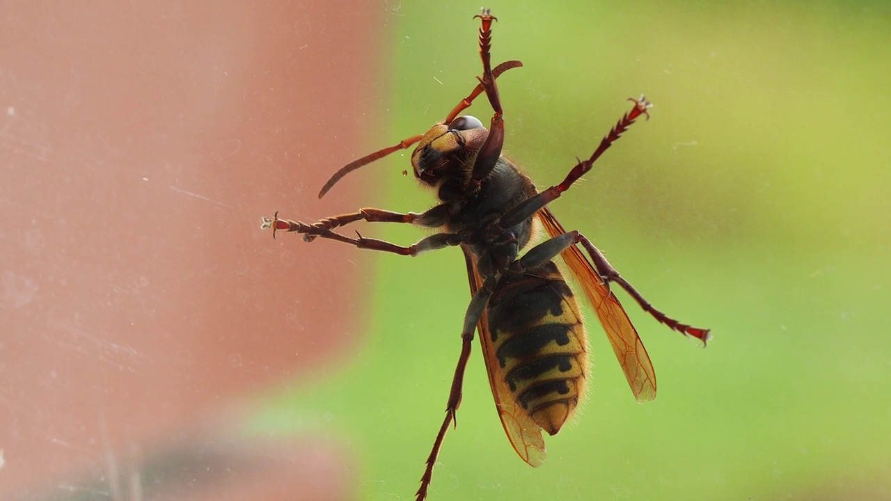 大黄蜂对模糊的背景特写底部视图视频素材