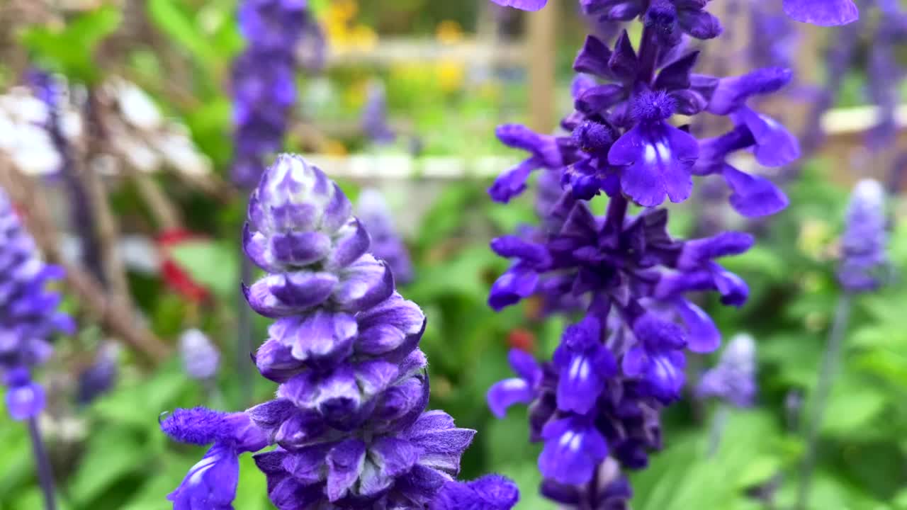 盛开的紫鼠尾草视频素材