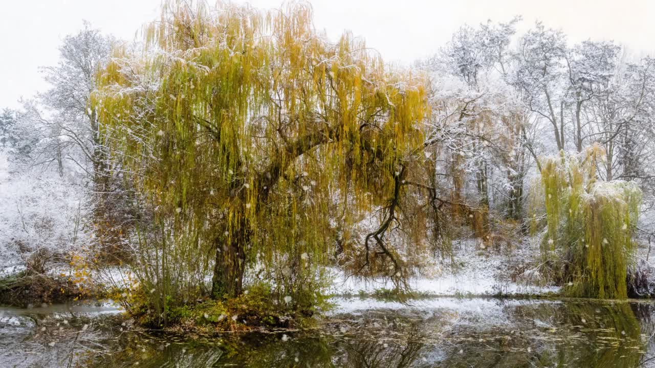 河边的柳树，积雪视频下载