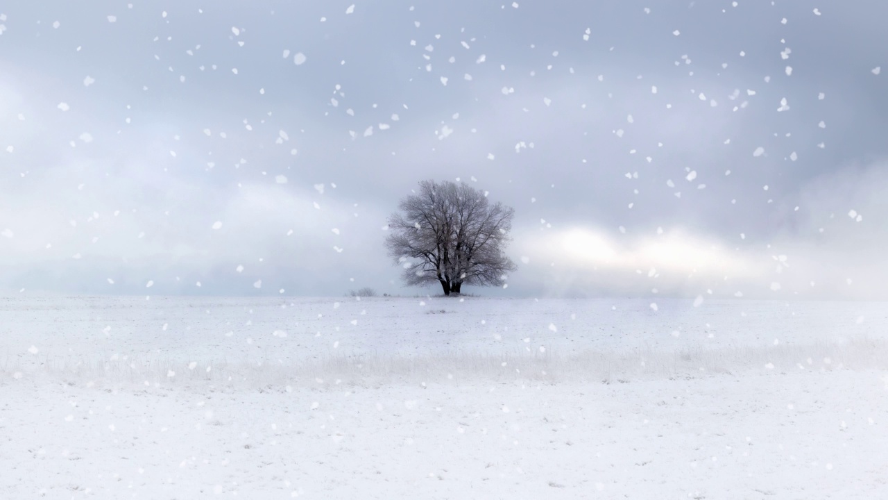 一棵树伫立在雪花纷飞的雪地上视频下载