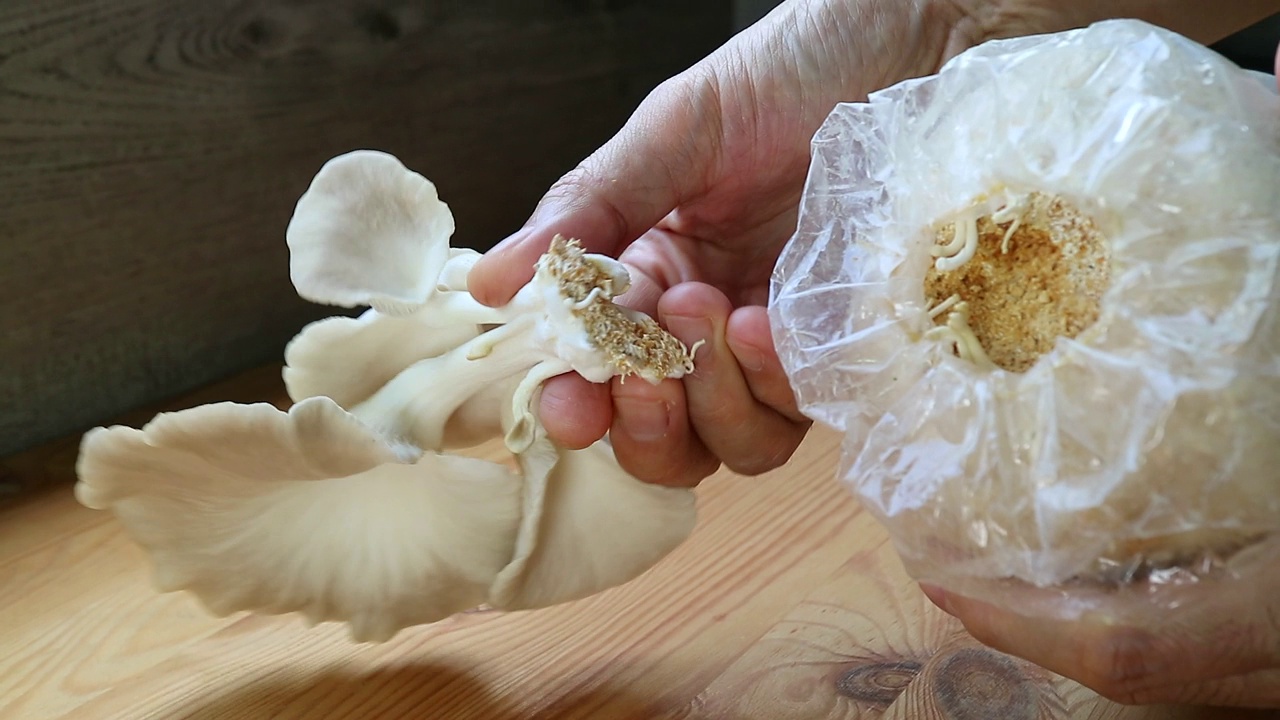 男子的手收获成熟的印度平菇作为室内植物视频素材