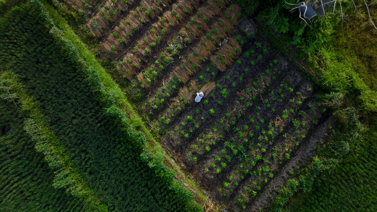 巴厘，印尼Bukit Cinta农村水稻梯田的当地农民天线-无人机4K视频素材
