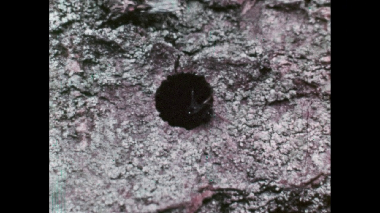 昆虫寄生——阿德勒木蜂和它的敌人——31中的第28部分。这项不同寻常的视觉研究展示了四种成年寄生虫是如何以及何时进入木胡蜂的隧道产卵的，其中一种就是在这些隧道中产卵的视频下载