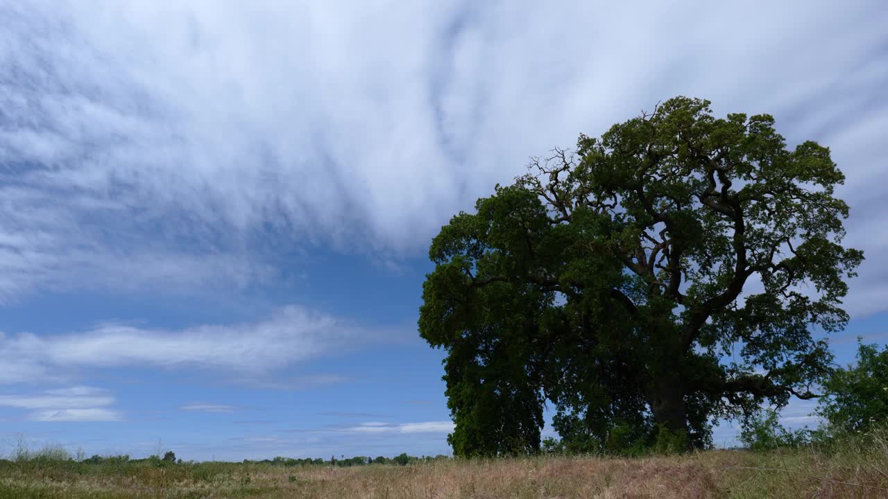 时间流逝的一棵美丽的橡树在美国加利福尼亚州的田野上视频素材