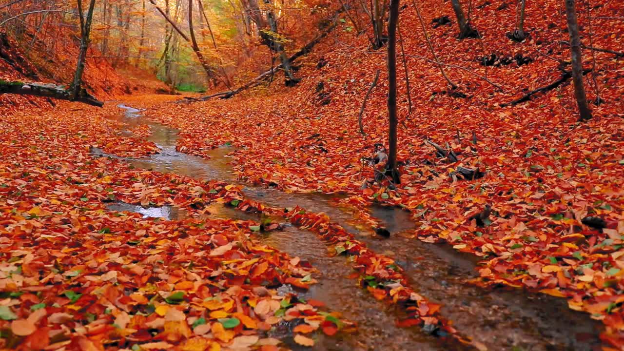 一条狭窄的河流在森林覆盖着五颜六色的落叶高清视频视频素材