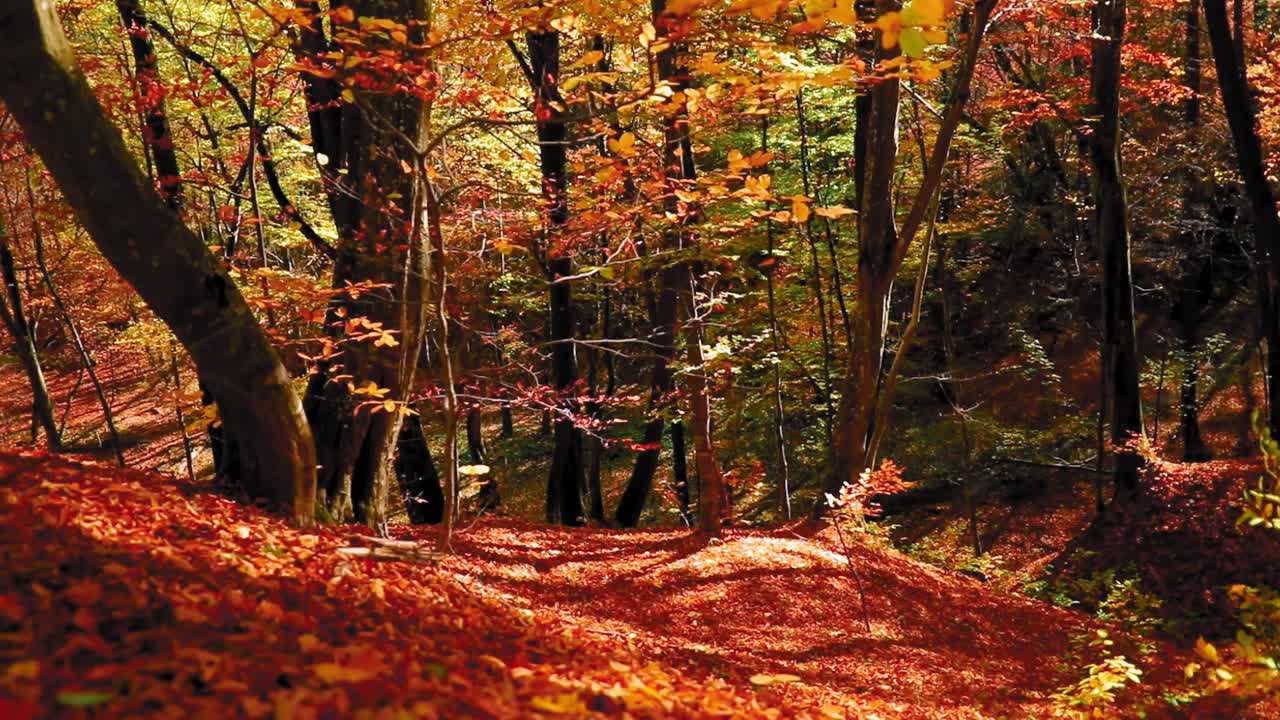 高清视频的森林深度在一个阳光灿烂的日子秋天的颜色视频素材
