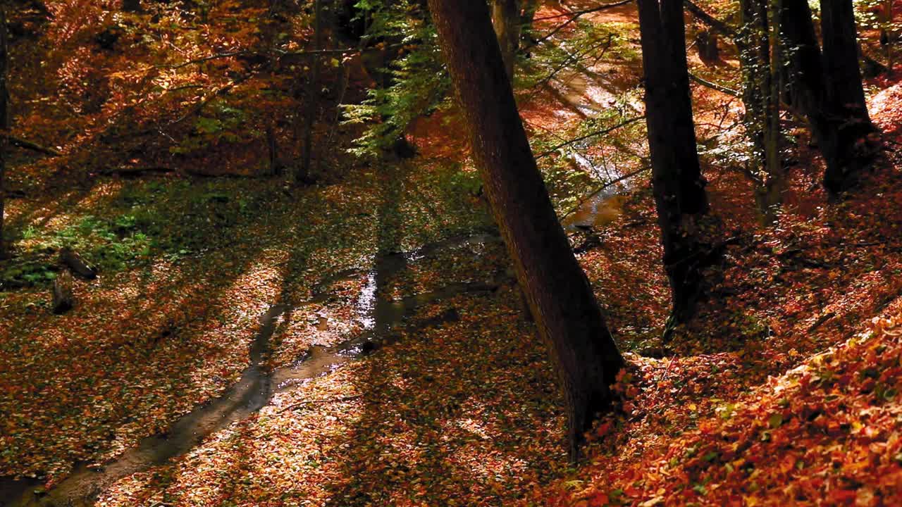在阳光明媚的日子里，一条狭窄的河流在森林深处的高清视频视频素材