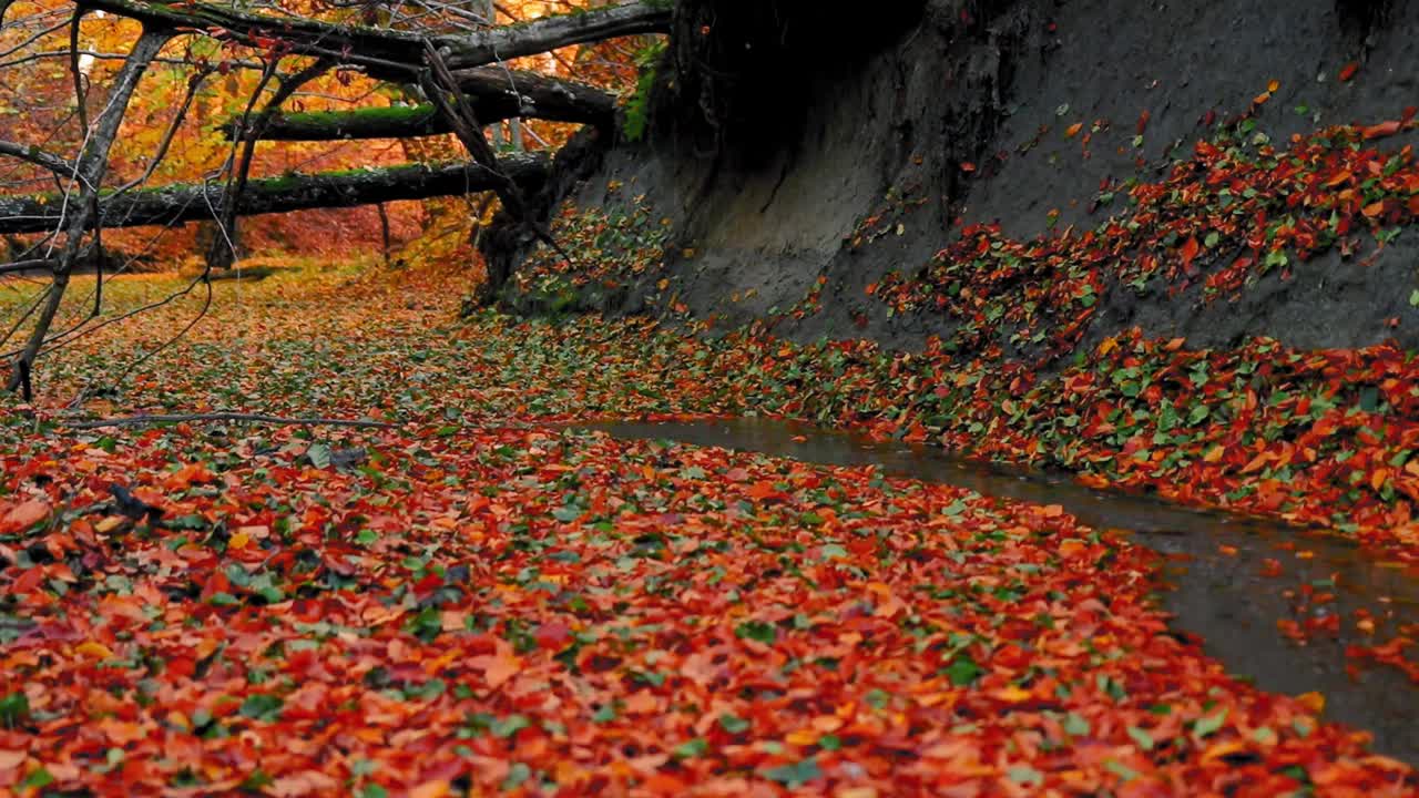 一条狭窄的河流在森林覆盖着五颜六色的落叶高清视频视频素材