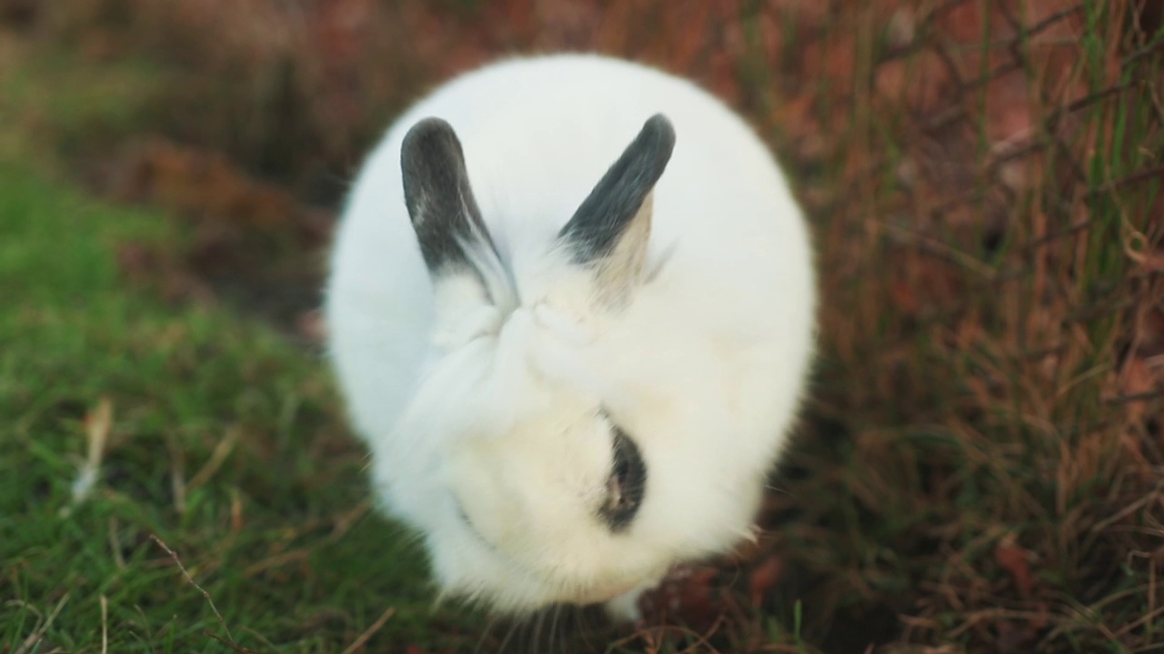 白天森林里的一只白兔的特写镜头视频下载