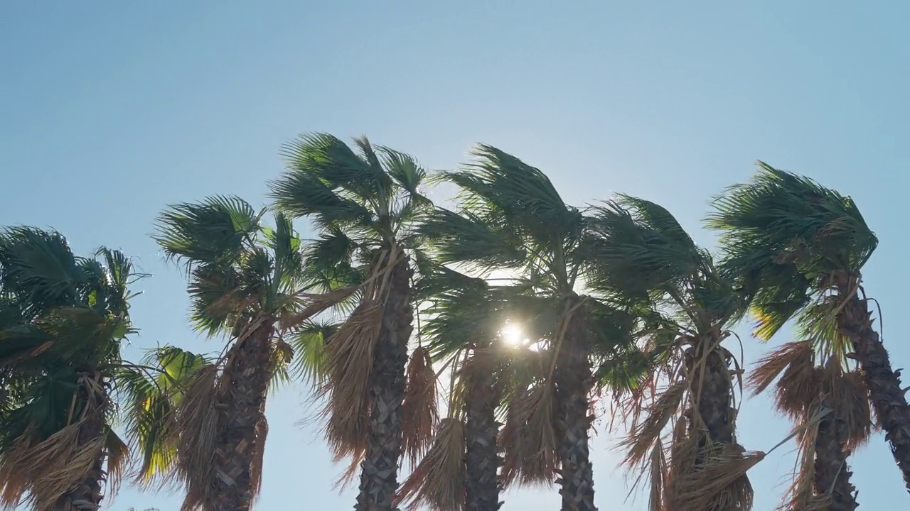 棕榈树映着天空视频下载
