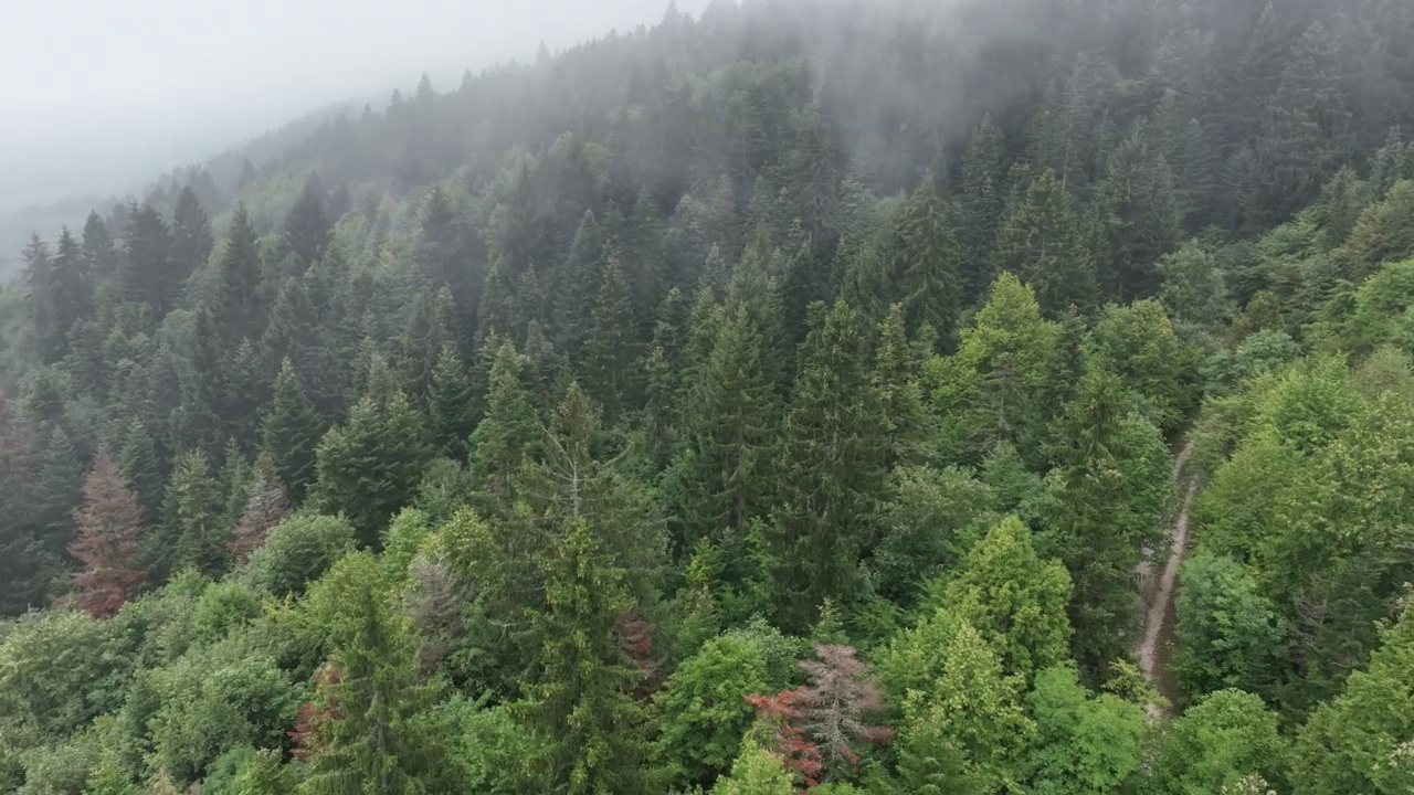 山区多雨的天气。薄雾吹过松树林。云杉森林树木在云雾天山上的航拍镜头。美丽森林的晨雾。视频素材