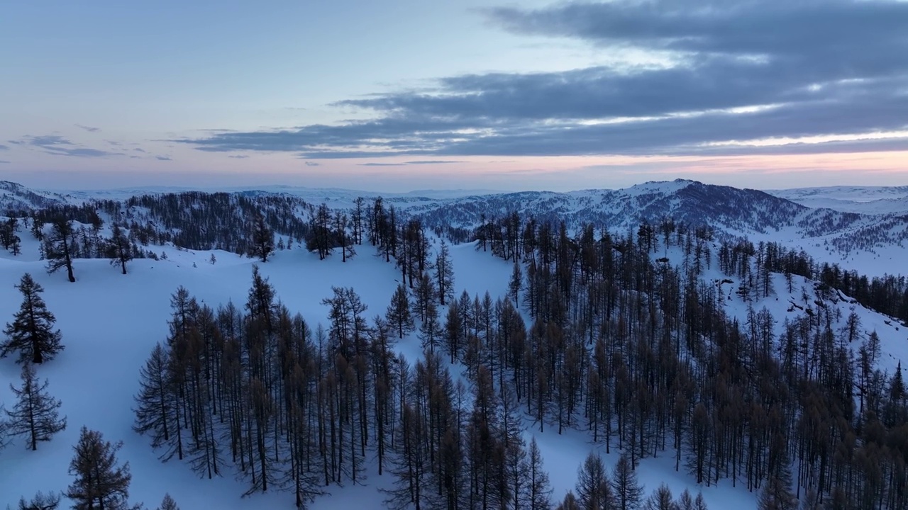 航拍的白雪覆盖的森林，日出时的云朵非常美丽。新疆的冬天。视频素材