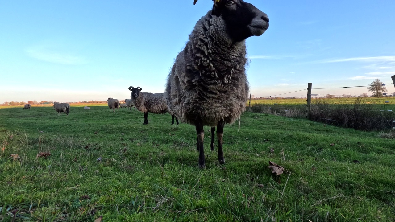 绵羊在田野上的延时镜头视频下载