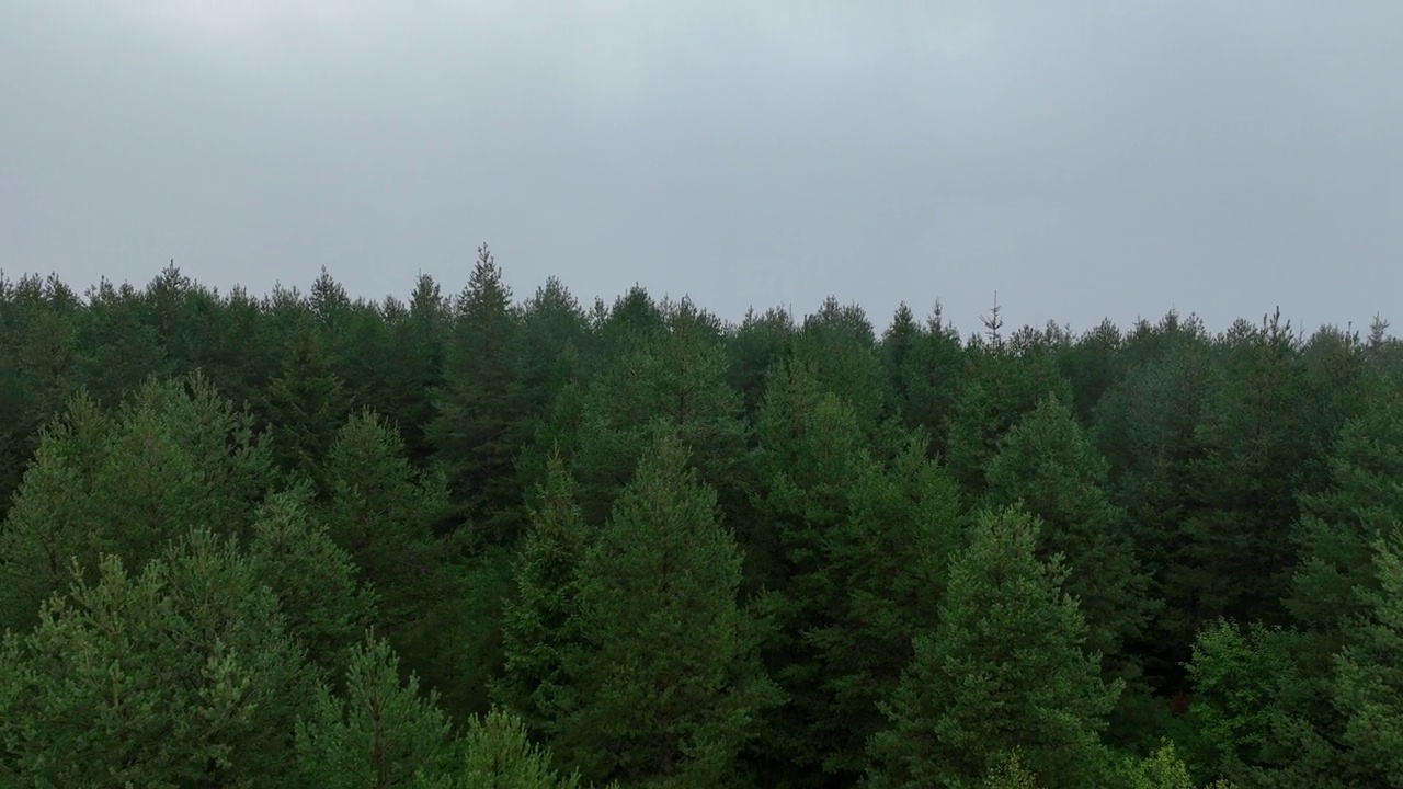 山区多雨的天气。薄雾吹过松树林。云杉森林树木在云雾天山上的航拍镜头。抽象复制空间自然背景。视频素材