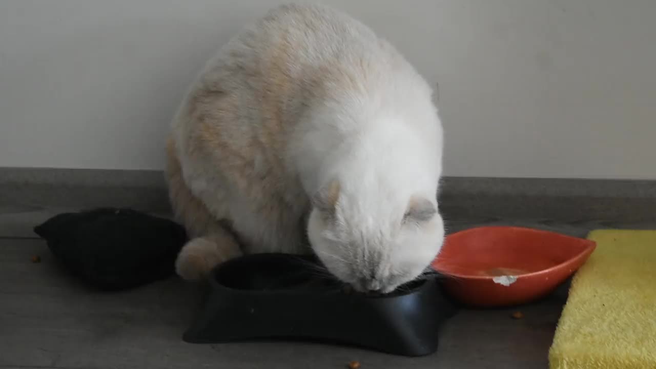 可爱的毛茸茸的白猫在吃东西视频下载
