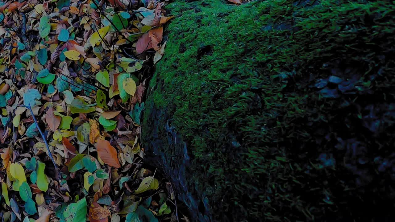 一棵长满苔藓的树下彩色树叶的高清视频视频素材