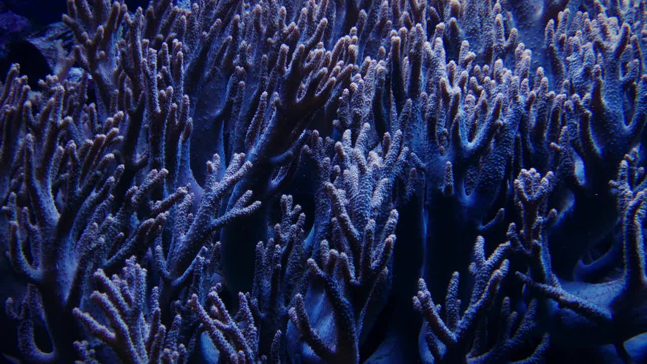水下珊瑚的特写视频下载