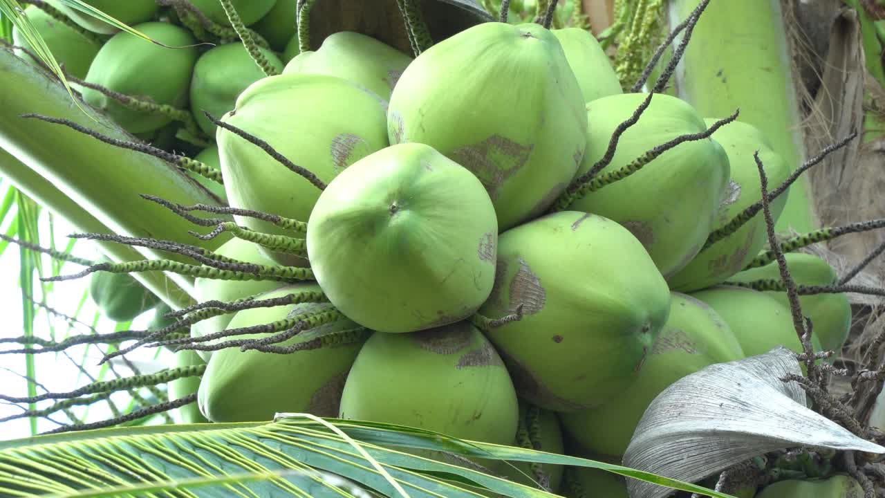 树上的小椰子视频下载