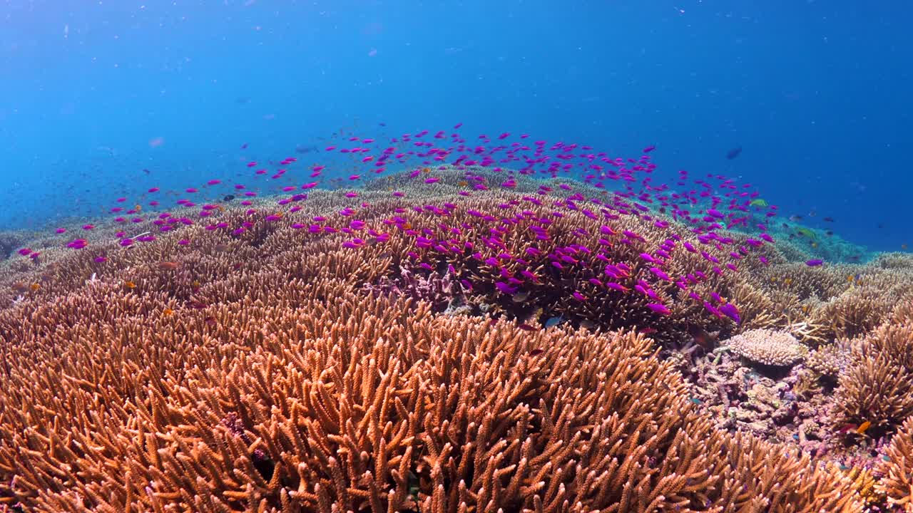 暗礁鱼游在色彩斑斓的珊瑚礁上视频下载