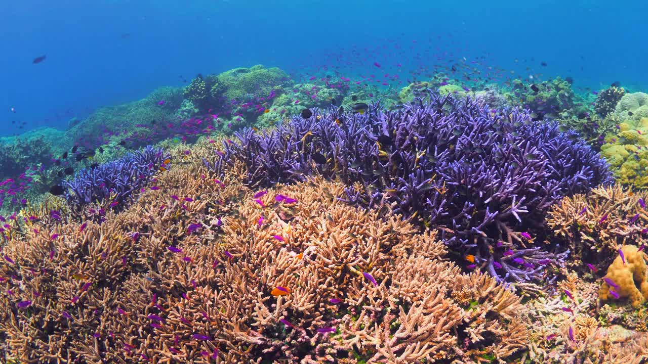暗礁鱼游在色彩斑斓的珊瑚礁上视频下载