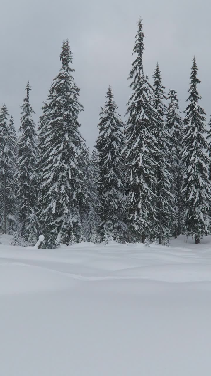 冬天的风景。云杉被雪覆盖在一个阴天，下雪的冬天视频素材