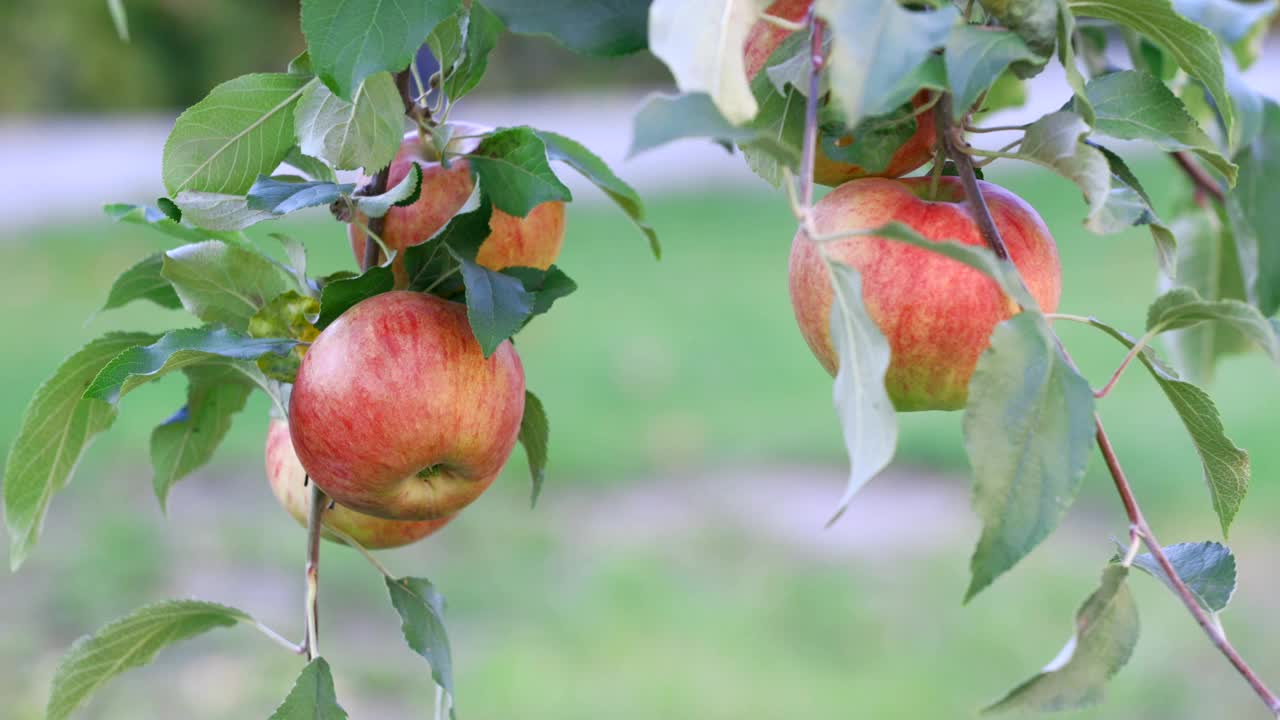 苹果树上长着好吃的大苹果，妇女们的手轻轻摘下庄稼视频素材