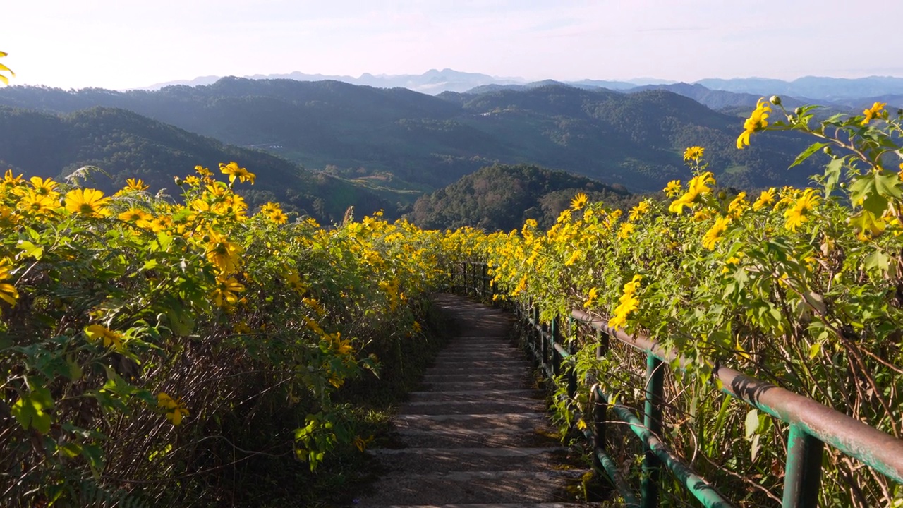 在泰国Mae Hong Son的Doi Mae U-Kho山上的金盏花黄花田视频下载