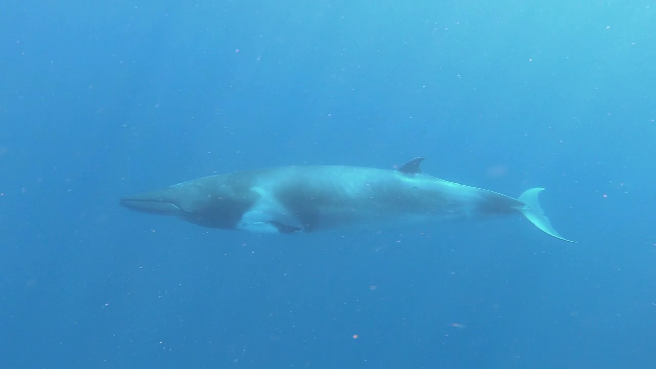 大堡礁海洋公园，小须鲸在镜头前游过。视频素材