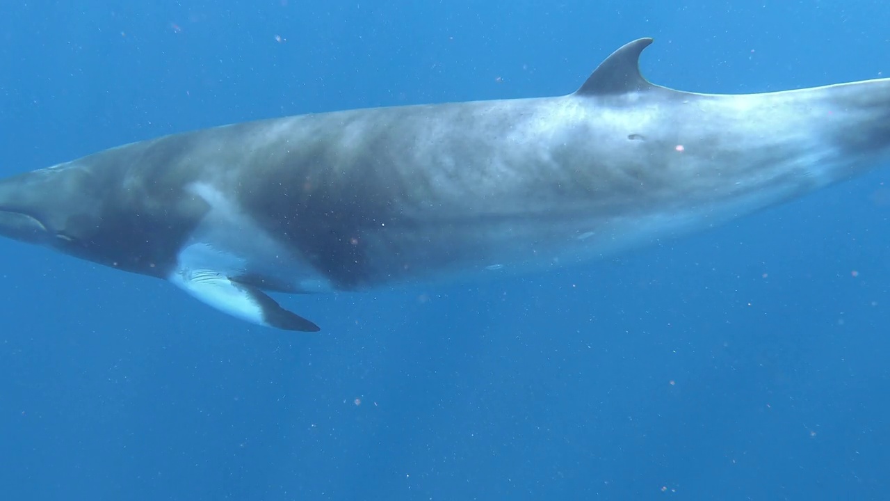 小须鲸游向镜头，大堡礁海洋公园。视频素材