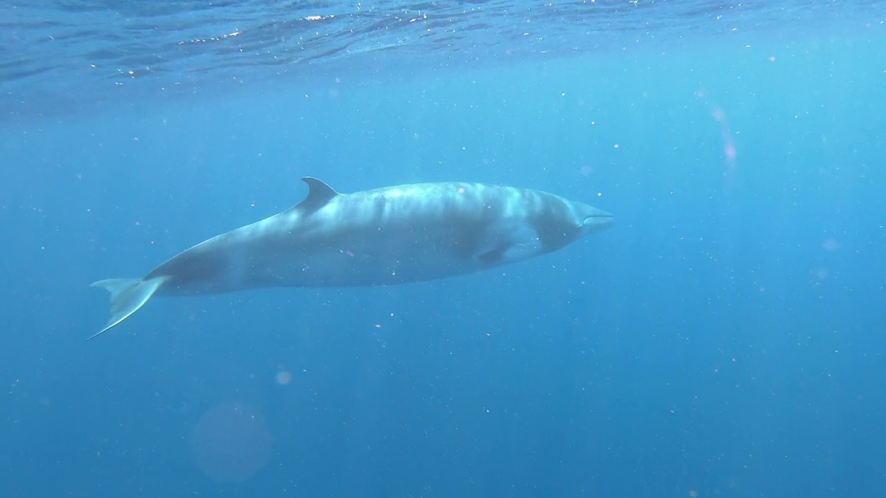 大堡礁海洋公园，小须鲸在镜头前游得很近。视频素材