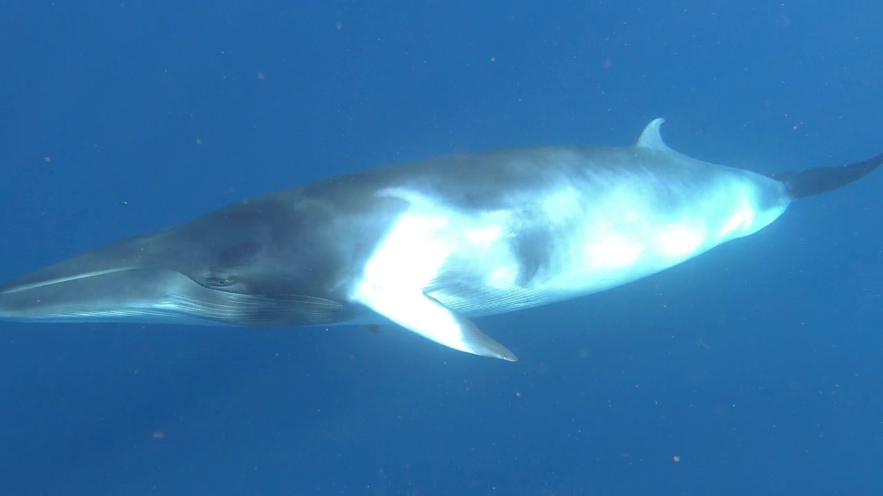 小须鲸游向镜头，大堡礁海洋公园。视频素材
