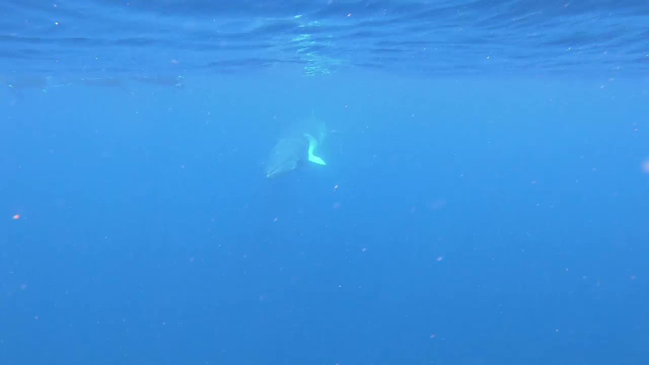 澳大利亚昆士兰大堡礁海洋公园，小须鲸转身看着相机。视频素材