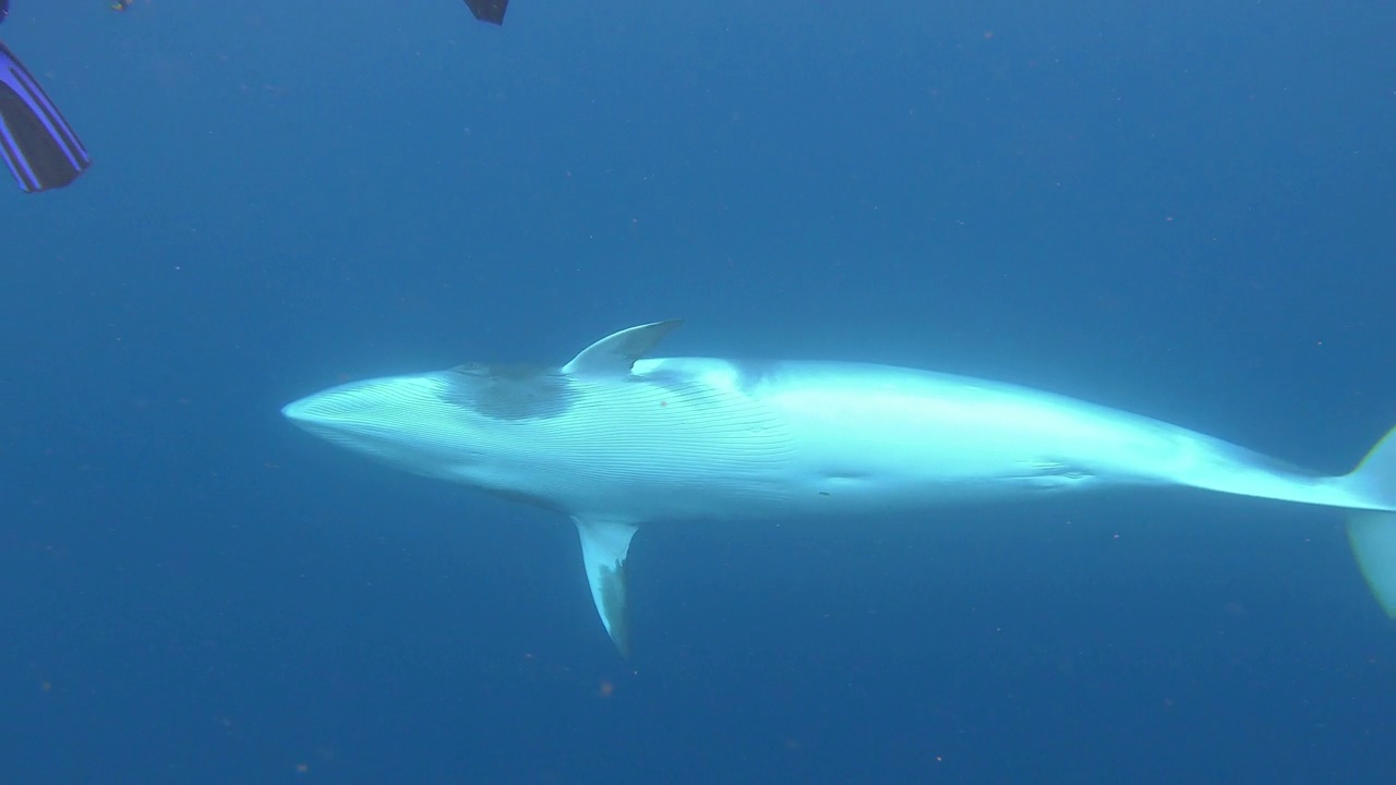 澳大利亚昆士兰州大堡礁海洋公园，小须鲸转身看着摄像机显示它白色的腹部。视频素材