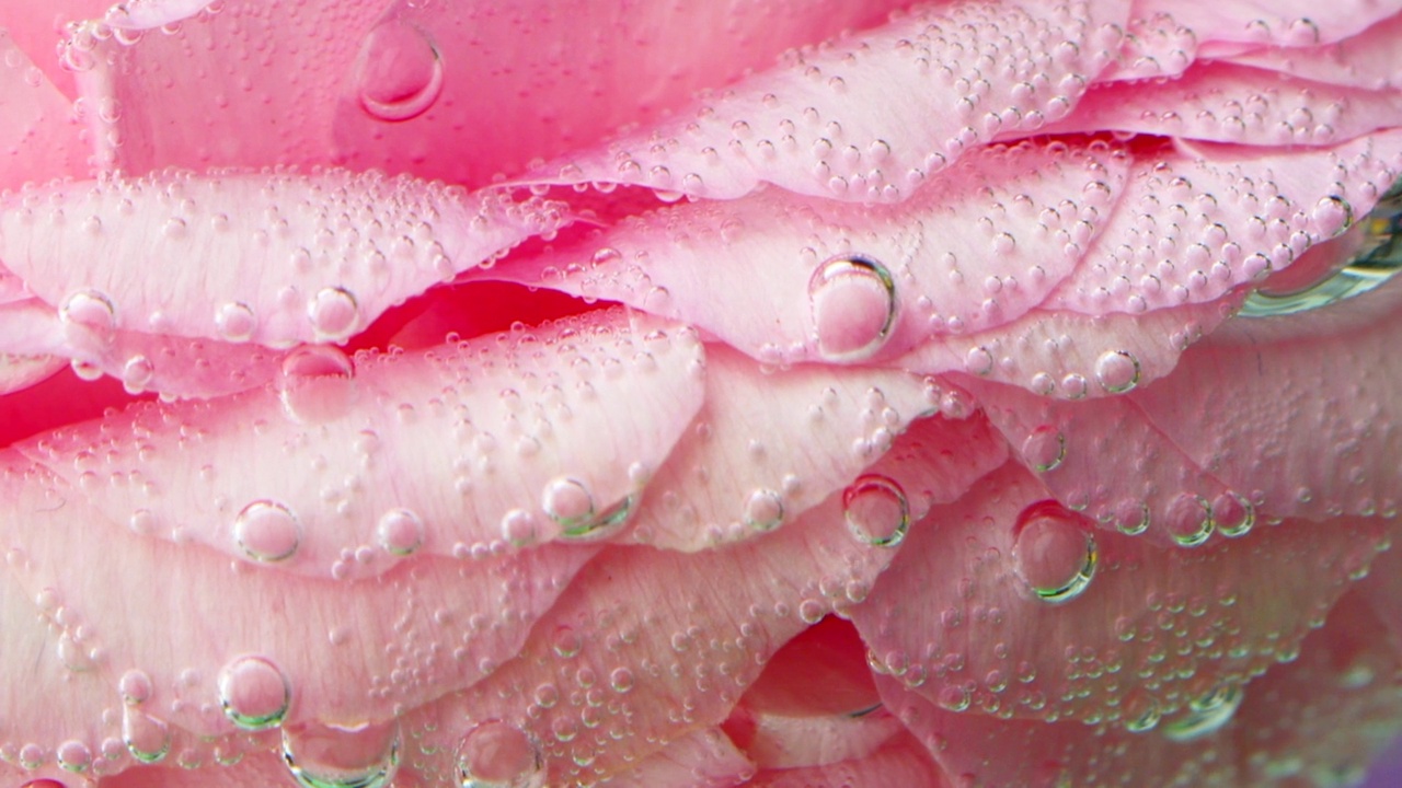 玫瑰花瓣上的气泡特写。资料片。粉红色的泡沫在清澈的水中升起。随着氧气气泡在水下升起视频素材