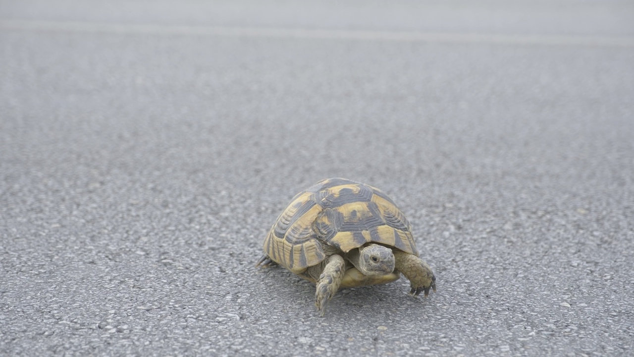 受伤的乌龟穿过柏油路。乌龟走向镜头的镜头视频素材
