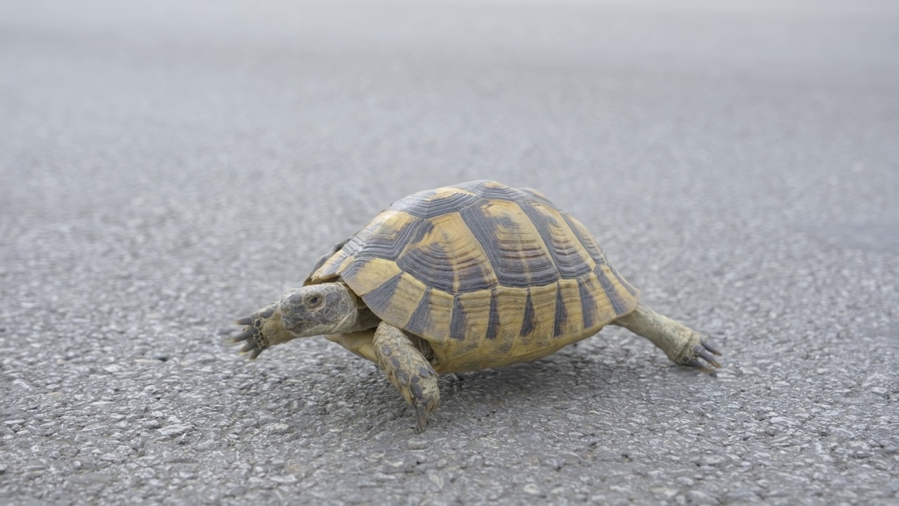 一只乌龟在柏油路上行走视频素材