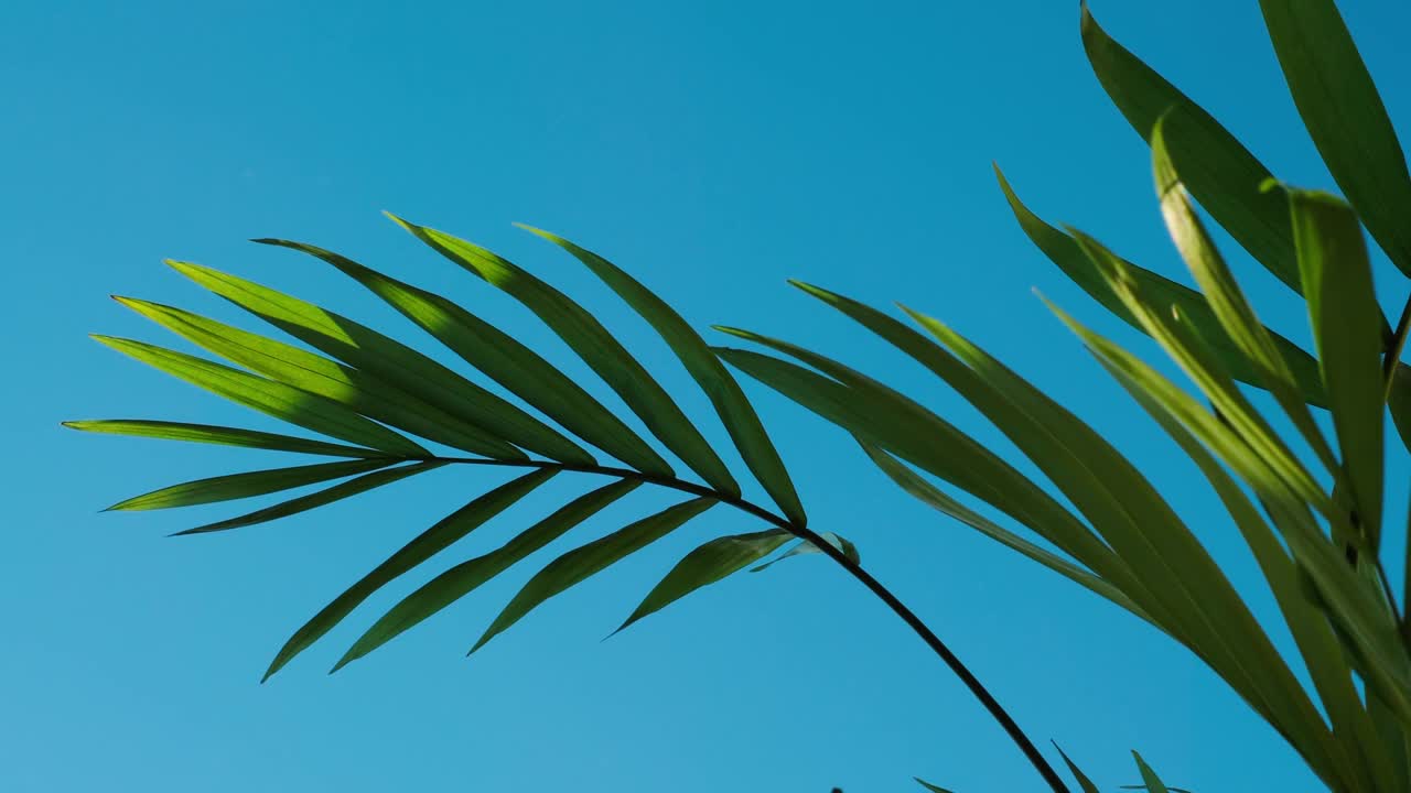 绿色的棕榈树叶子在晴朗的蓝天和白云的背景。延时4k视频视频素材
