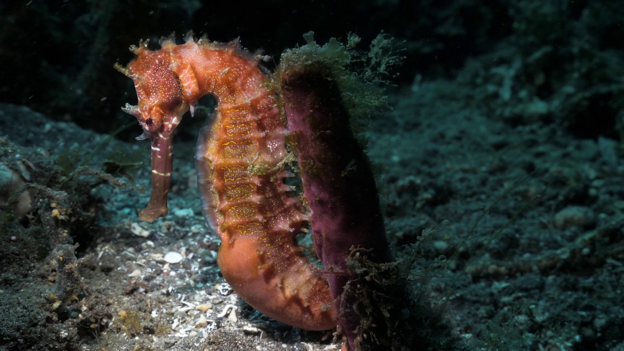 一只令人惊叹的海马被一名水肺潜水员的水下灯照亮，灯连接在海面下的软珊瑚海洋植物上视频下载