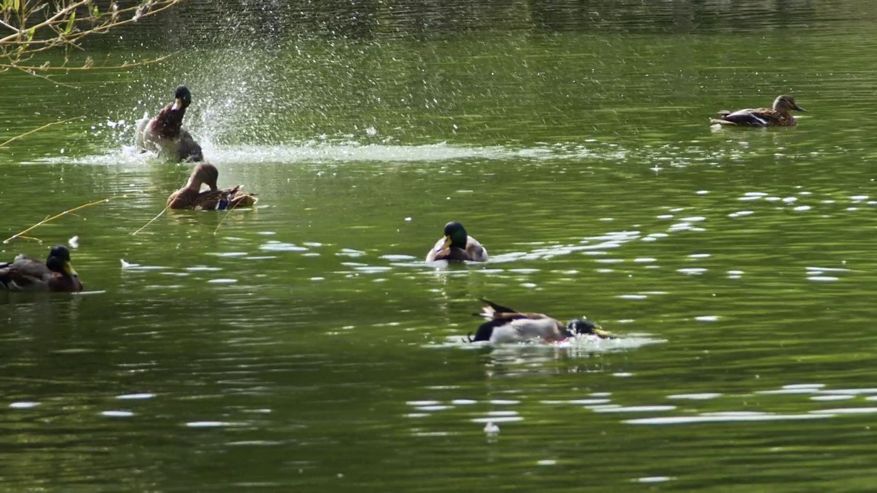 绿头鸭在湖中洗澡和梳洗视频下载