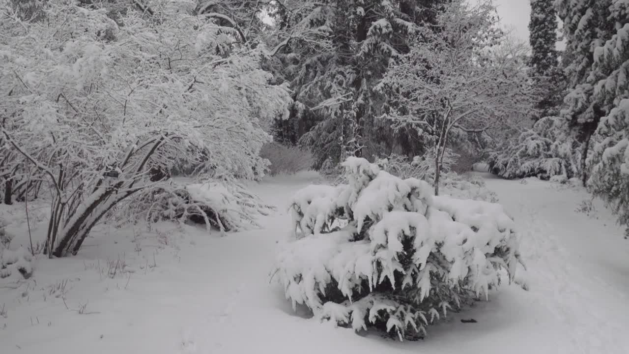 公园里的雪。横向平移视频素材