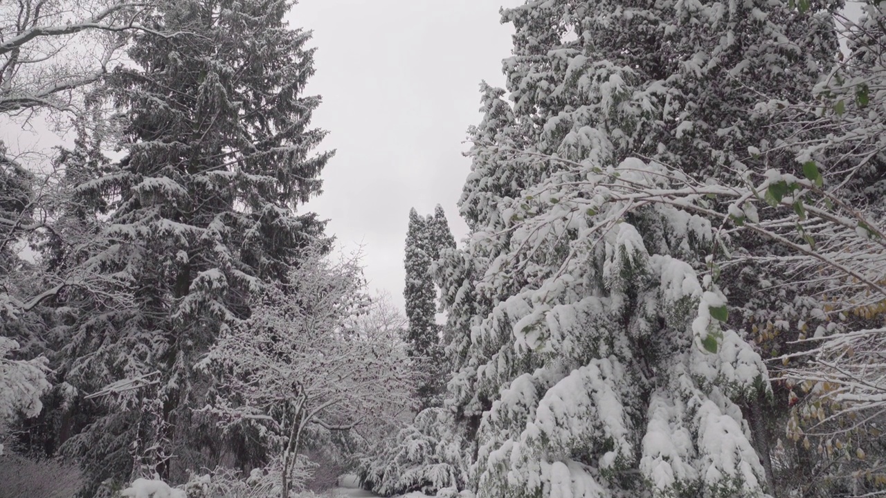 公园里的雪。垂直平移视频素材