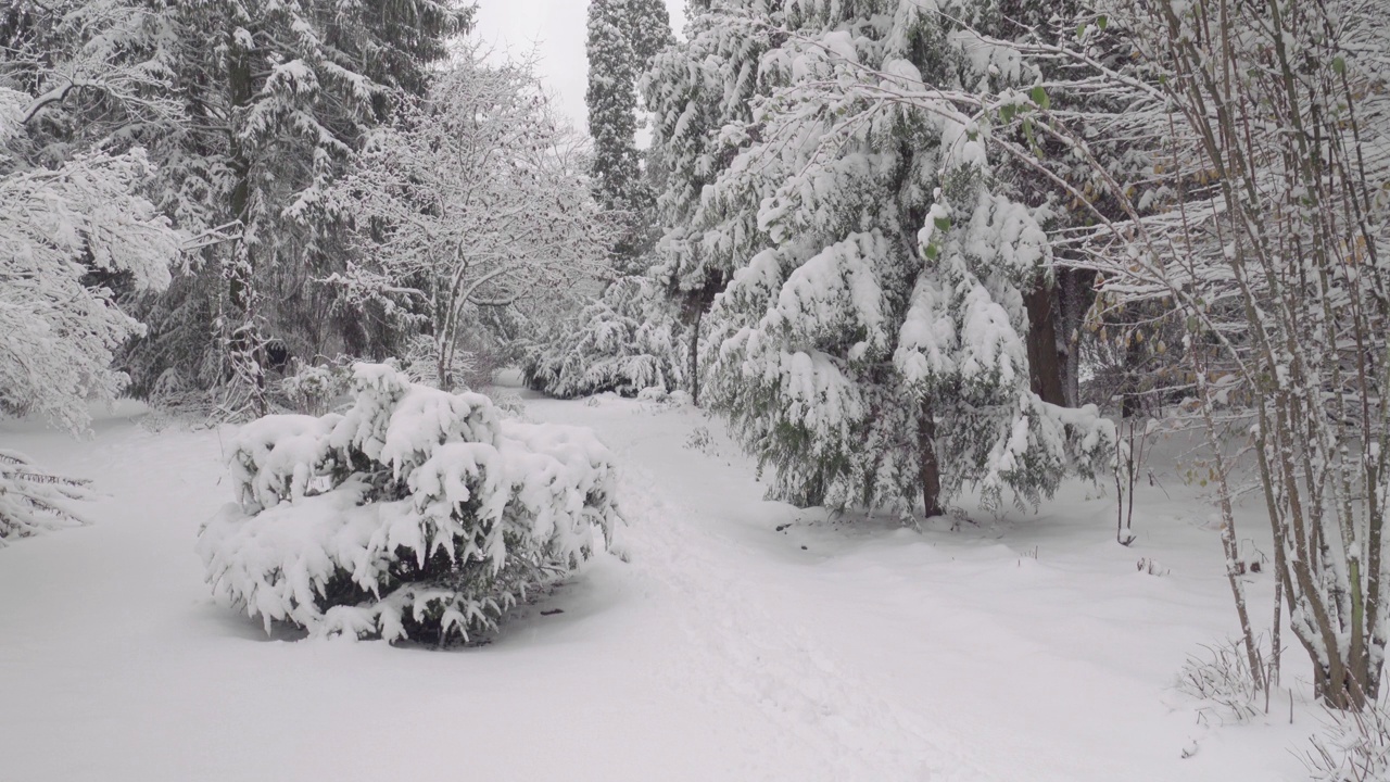 冬季公园里的雪视频素材