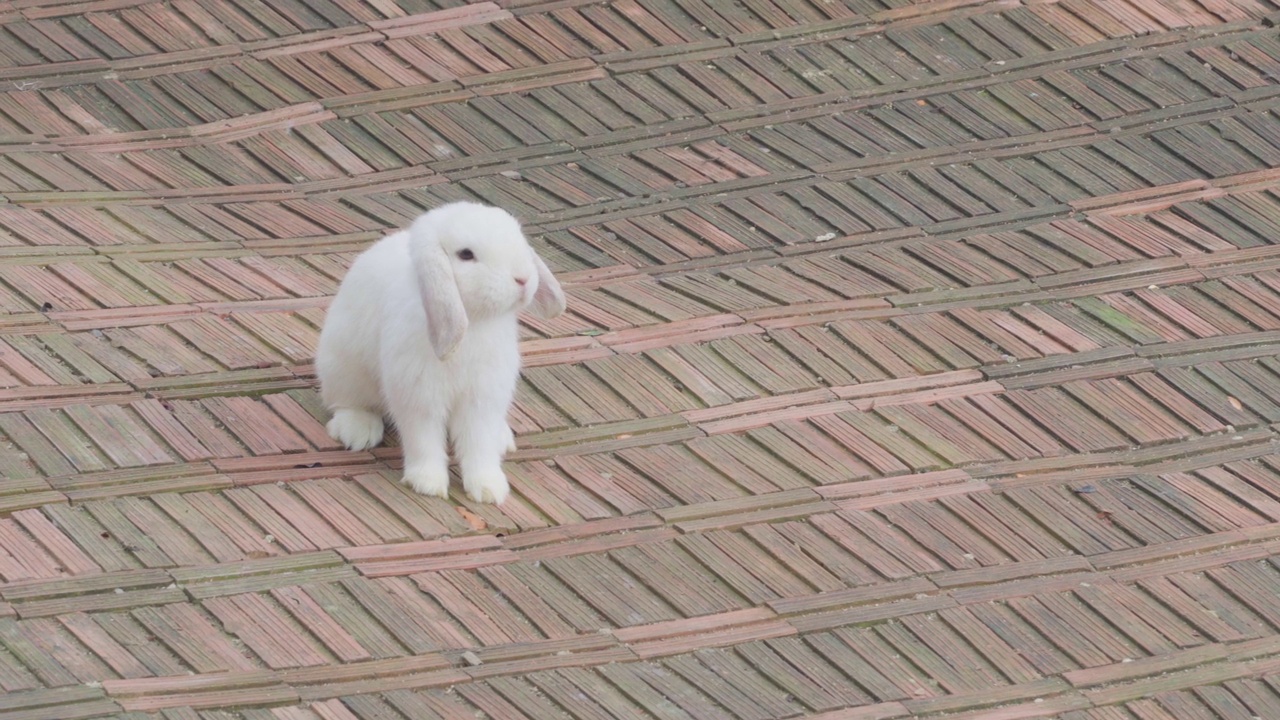 棕色砖铺的兔笼里的小白兔可爱的宠物，长着可爱的长耳朵。视频素材